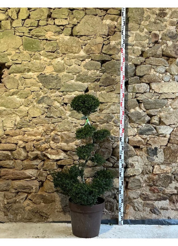 ILEX crenata KINME - Houx crénelé ou houx japonais Pot bonsaï hauteur 100-110 cm