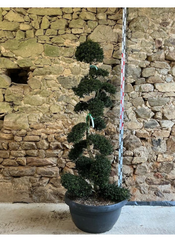ILEX crenata KINME - Houx crénelé ou houx japonais Pot bonsaï hauteur 160-180 cm