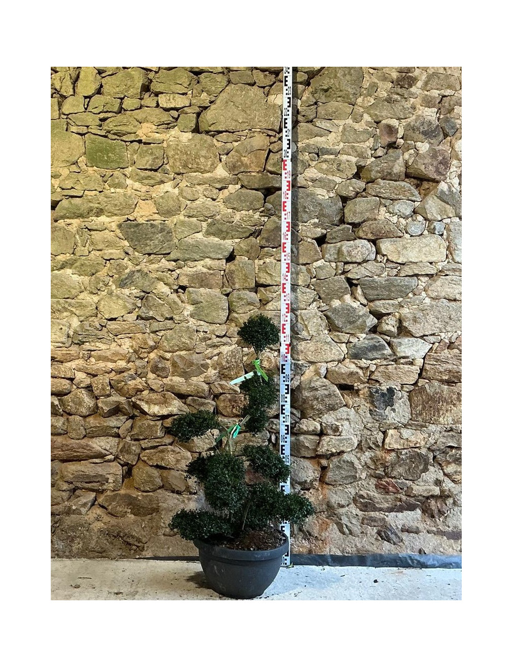 ILEX crenata - Houx Pot pompons hauteur 080-090 cm