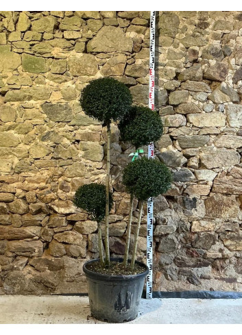 LIGUSTRUM delavayanum - Troène du Yunnan ou Troène à petites feuilles Pot pompons 4 boules hauteur 140-150 cm