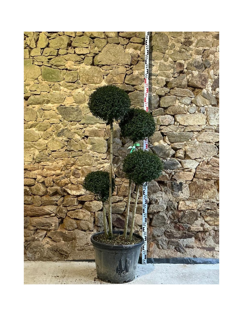 LIGUSTRUM delavayanum - Troène du Yunnan ou Troène à petites feuilles Pot pompons 4 boules hauteur 140-150 cm