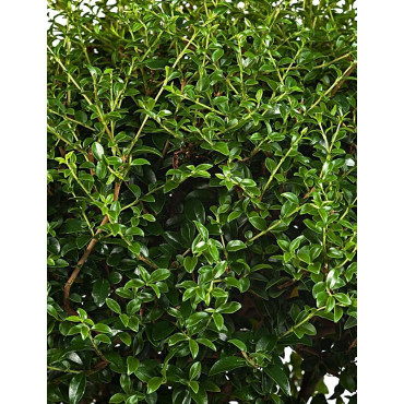 LIGUSTRUM delavayanum - Troène du Yunnan ou Troène à petites feuilles