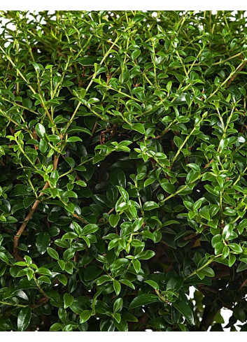 LIGUSTRUM delavayanum - Troène du Yunnan ou Troène à petites feuilles