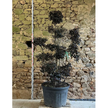 LOROPETALUM chinense BLACK PEARL - Loropétale de Chine Pot bonsaï hauteur 180-200 cm