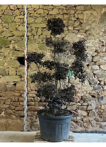 LOROPETALUM chinense BLACK PEARL - Loropétale de Chine Pot bonsaï hauteur 180-200 cm