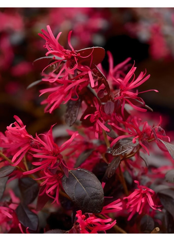 LOROPETALUM chinense BLACK PEARL - Loropétale de Chine