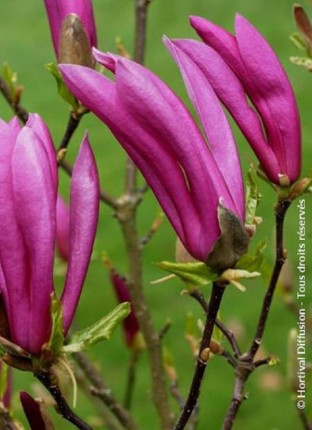 MAGNOLIA SUSAN - Magnolier