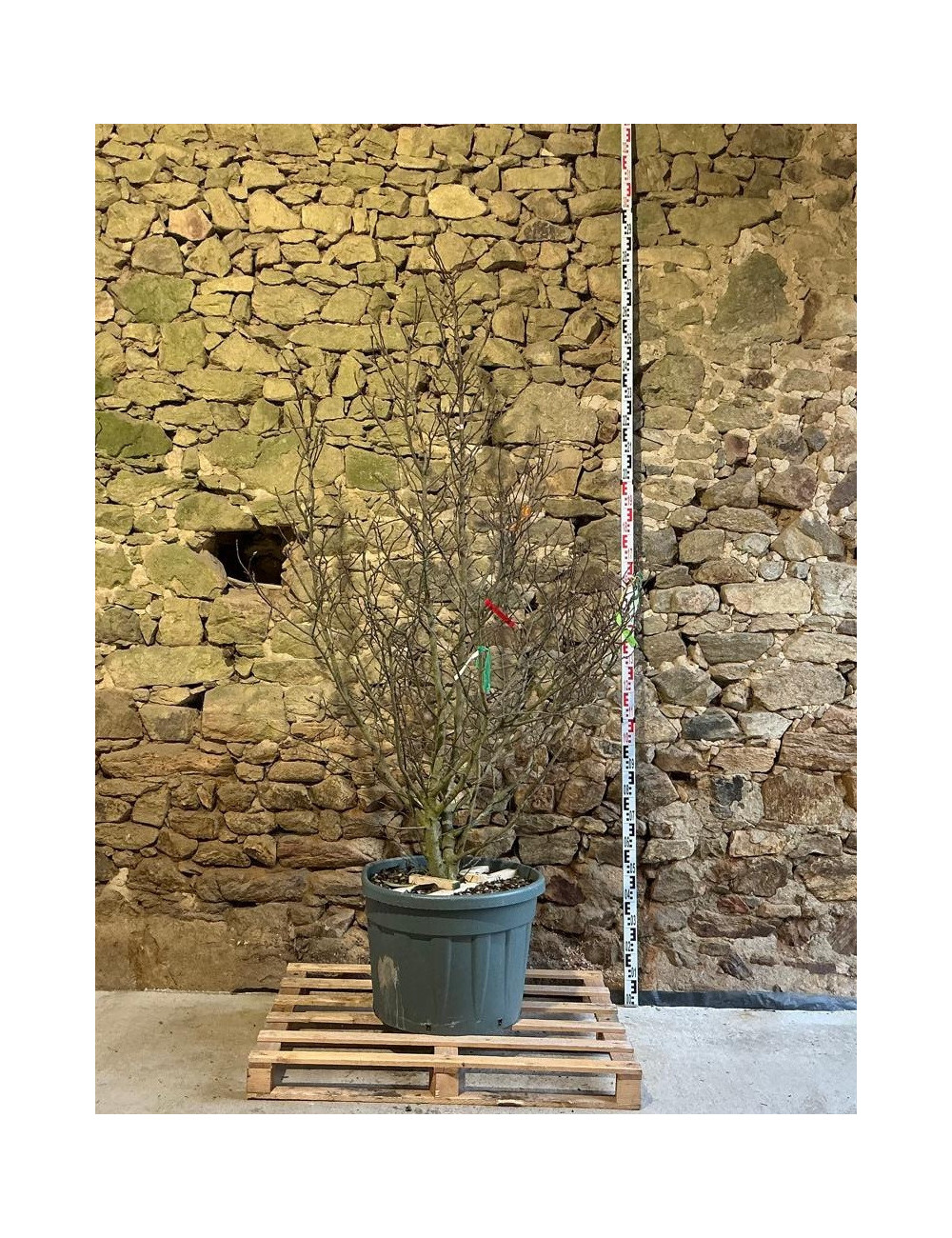 MAGNOLIA SUSAN - Magnolier Pot buisson hauteur 175-200 cm