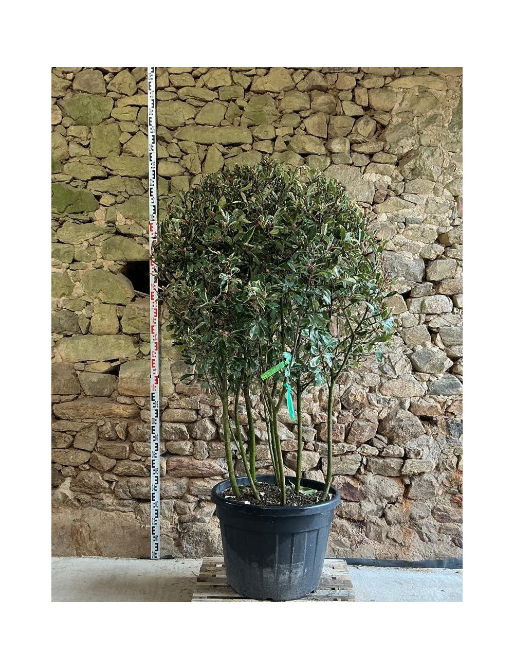 PHOTINIA fraseri PINK MARBLE® - Photinia Pot multi-troncs remontés hauteur 140-160 cm