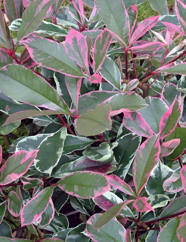 PHOTINIA fraseri PINK MARBLE® - Photinia