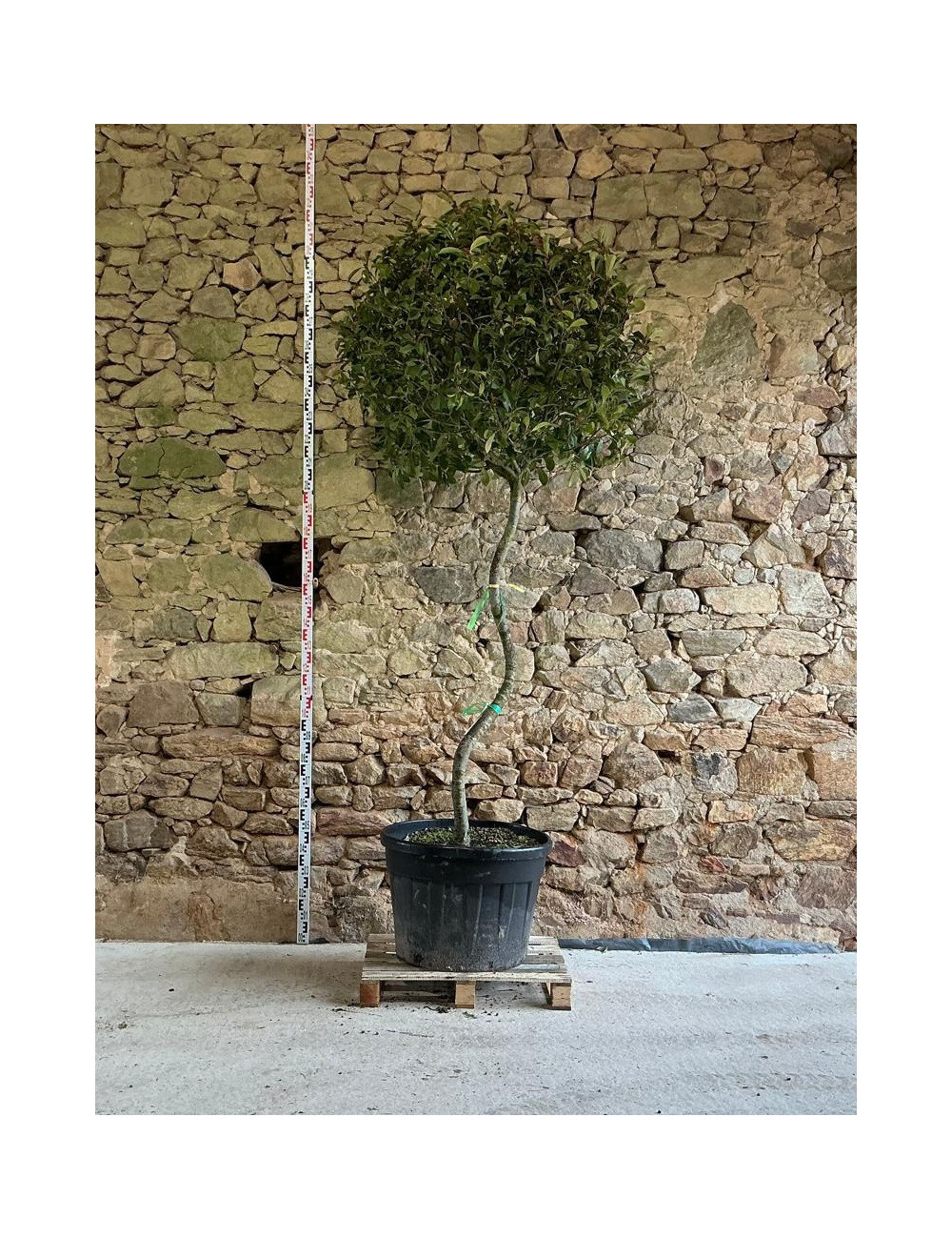 PHOTINIA fraseri RED ROBIN - Photinia Pot tige formée en S hauteur 225-250 cm