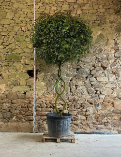 PHOTINIA fraseri RED ROBIN - Photinia Pot tige formée en 8 hauteur 225-250 cm