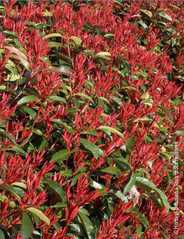 PHOTINIA fraseri RED ROBIN - Photinia