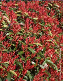 PHOTINIA fraseri RED ROBIN - Photinia