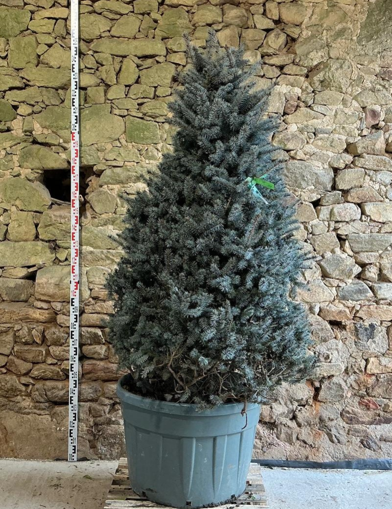 PICEA pungens ISELI FASTIGIATE - Épicéa bleu Pot cône hauteur 175-200 cm