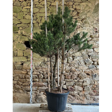 PINUS sylvestris - Pin sylvestre Pot multi-troncs hauteur 175-200 cm