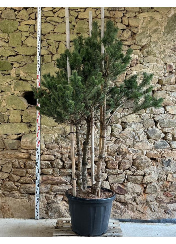 PINUS sylvestris - Pin sylvestre Pot multi-troncs hauteur 175-200 cm
