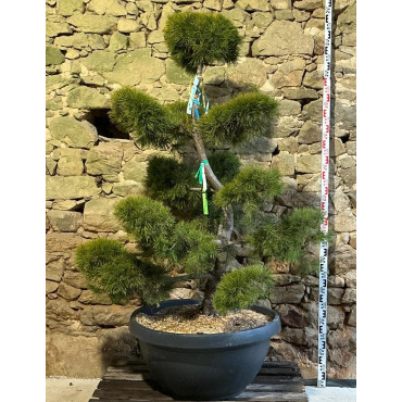 PINUS sylvestris - Pin sylvestre En pot forme bonsaï hauteur 160-180 cm