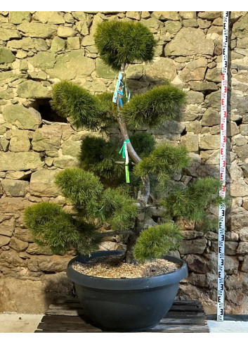 PINUS sylvestris - Pin sylvestre En pot forme bonsaï hauteur 160-180 cm