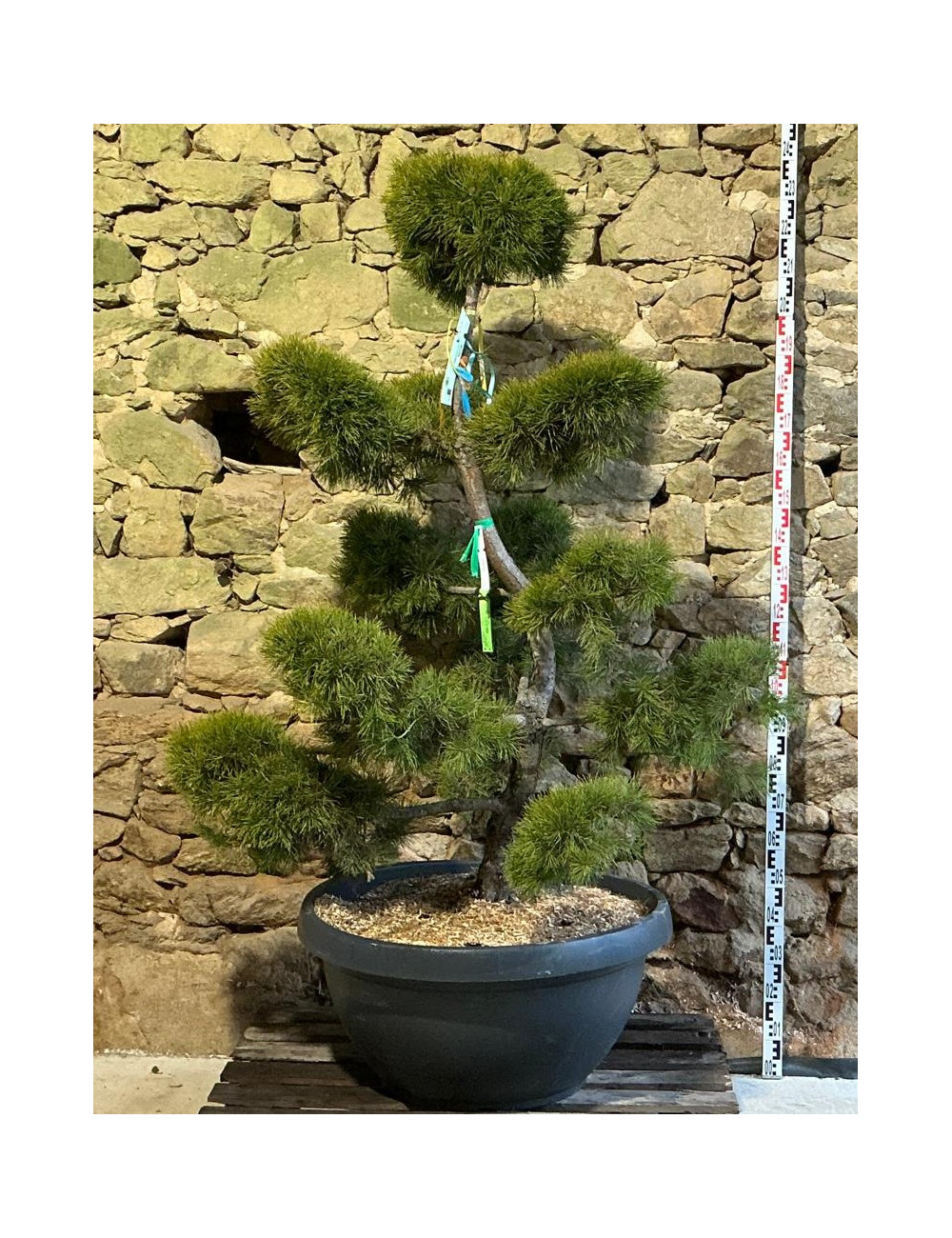 PINUS sylvestris - Pin sylvestre En pot forme bonsaï hauteur 160-180 cm