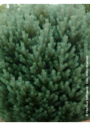 PINUS sylvestris WATERERI - Pin sylvestre nain