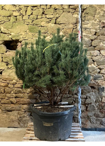 PINUS sylvestris WATERERI - Pin sylvestre nain Pot multi-troncs remontés hauteur 120-140 cm