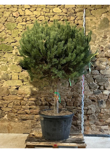 PINUS sylvestris WATERERI - Pin sylvestre nain Pot tige hauteur du tronc 090-110 cm hauteur 180-200