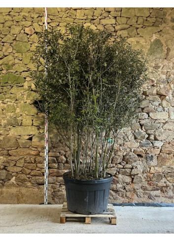 QUERCUS ilex - Chêne vert Pot multi-troncs remontés hauteur 175-200 cm