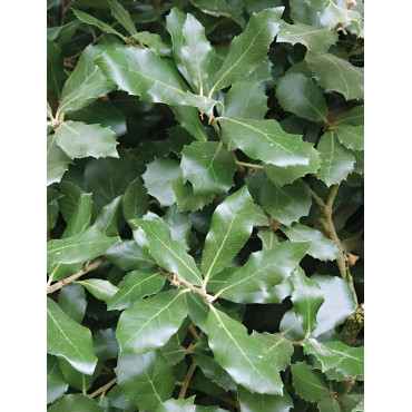 QUERCUS ilex - Chêne vert