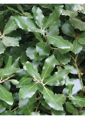 QUERCUS ilex - Chêne vert