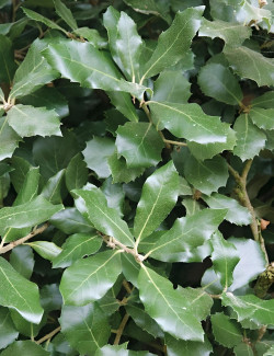 QUERCUS ilex - Chêne vert