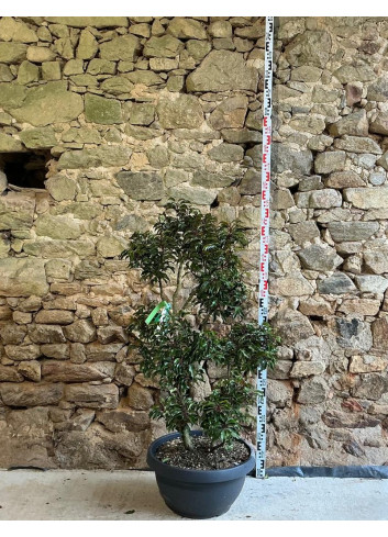 PRUNUS lusitanica BRENELIA - Laurier du Portugal Pot pompons hauteur 120-140 cm