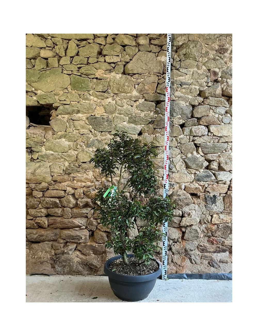 PRUNUS lusitanica BRENELIA - Laurier du Portugal Pot pompons hauteur 120-140 cm