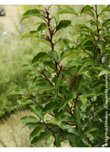 PRUNUS lusitanica BRENELIA - Laurier du Portugal