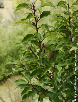 PRUNUS lusitanica BRENELIA - Laurier du Portugal