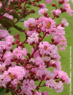 LAGERSTROEMIA ROSE - Lilas des Indes