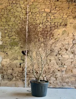 ACER palmatum DISSECTUM TROMPENBURG - Érable du Japon Pot multi-troncs hauteur 250-300 cm