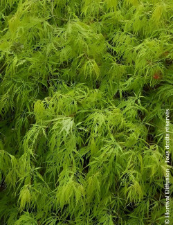 ACER palmatum DISSECTUM SEIRYU - Érable du Japon