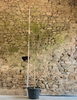 HEPTACODIUM miconioides - Arbre aux sept fleurs Pot multi-troncs hauteur 175-200 cm