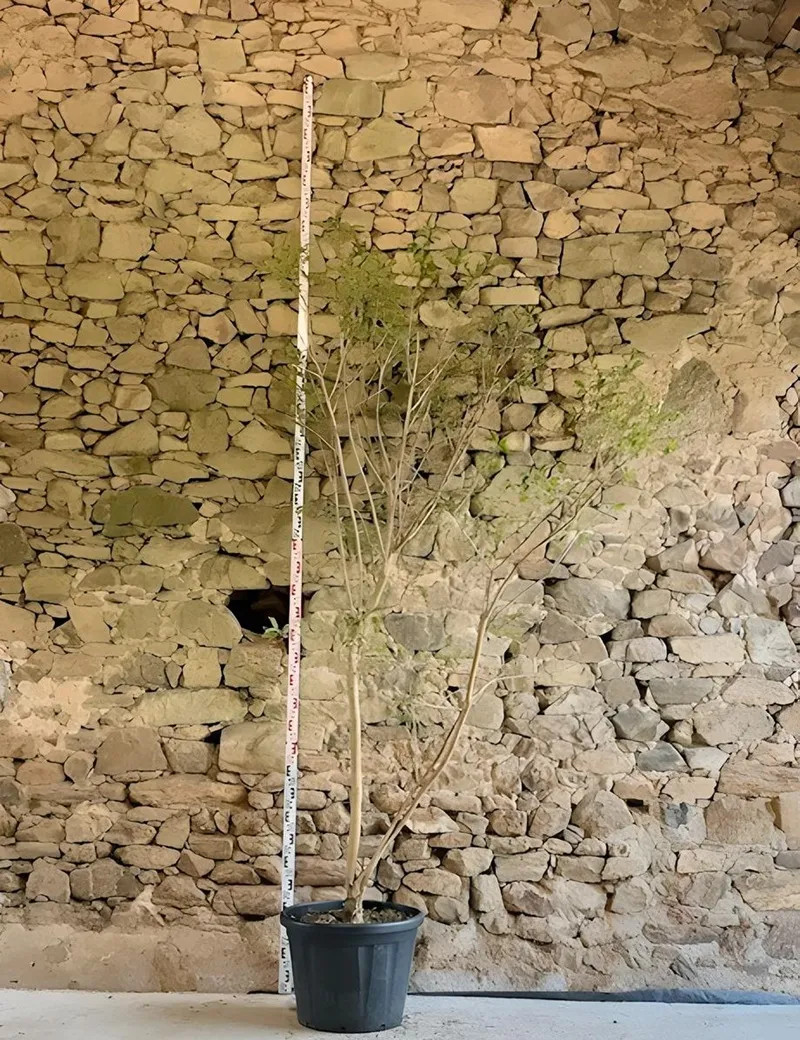 HEPTACODIUM miconioides - Arbre aux sept fleurs Pot multi-troncs hauteur 175-200 cm