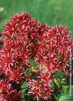 HEPTACODIUM miconioides - Arbre aux sept fleurs