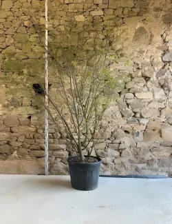 ZELKOVA serrata - Orme de Sibérie Pot multi-troncs hauteur 250-300 cm