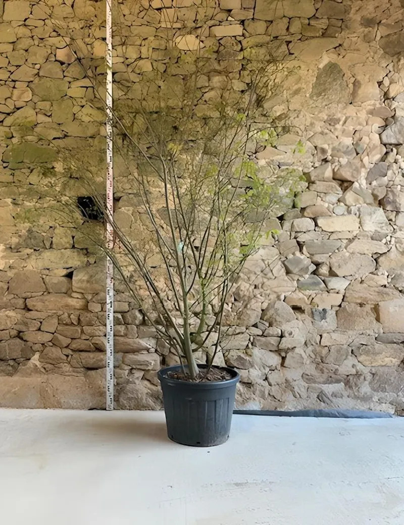 ZELKOVA serrata - Orme de Sibérie Pot multi-troncs hauteur 250-300 cm