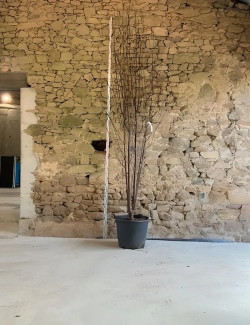 PRUNUS serrula BRANKLYN - Cerisier du Tibet Pot multi-troncs hauteur 300-350 cm