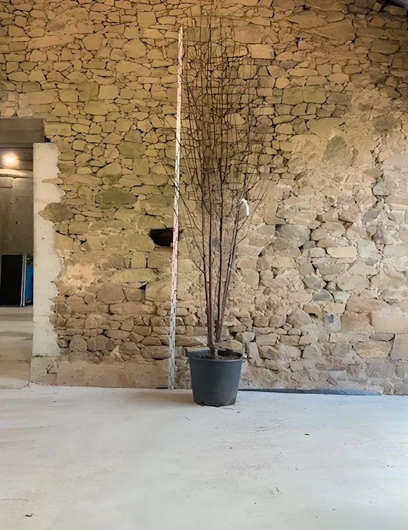 PRUNUS serrula BRANKLYN - Cerisier du Tibet Pot multi-troncs hauteur 300-350 cm