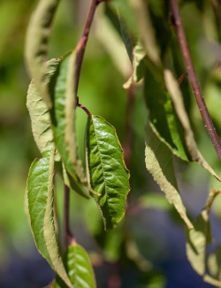 PRUNUS serrula BRANKLYN - Cerisier du Tibet