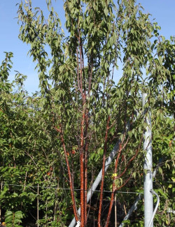 PRUNUS serrula - Cerisier du Tibet
