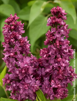 SYRINGA vulgaris CHARLES JOLY - Lilas