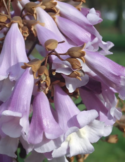 PAULOWNIA tomentosa - Paulownia, arbre impérial