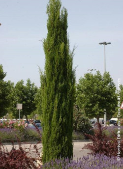 CUPRESSUS sempervirens STRICTA (Cyprès d'Italie)
